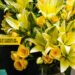 Remote Gifting: The Power of Flowers in Strengthening Long-Distance Connections