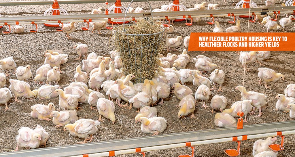 Why Flexible Poultry Housing is Key to Healthier Flocks and Higher Yields