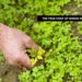 Weeds in Agriculture