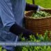 Wholesale Matcha Buying Guide